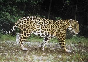 Jaguar, Chan Chich Reserve