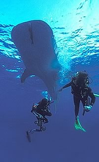 Belize Whale Shark Diving