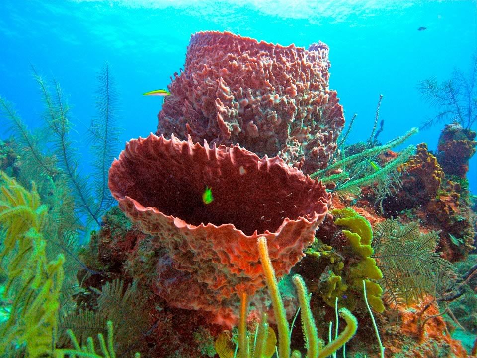 Two divers pose for underwater picture at Belize Barrier reef