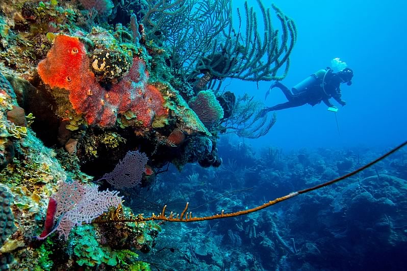 A scuba diver at Turneffe Atoll
