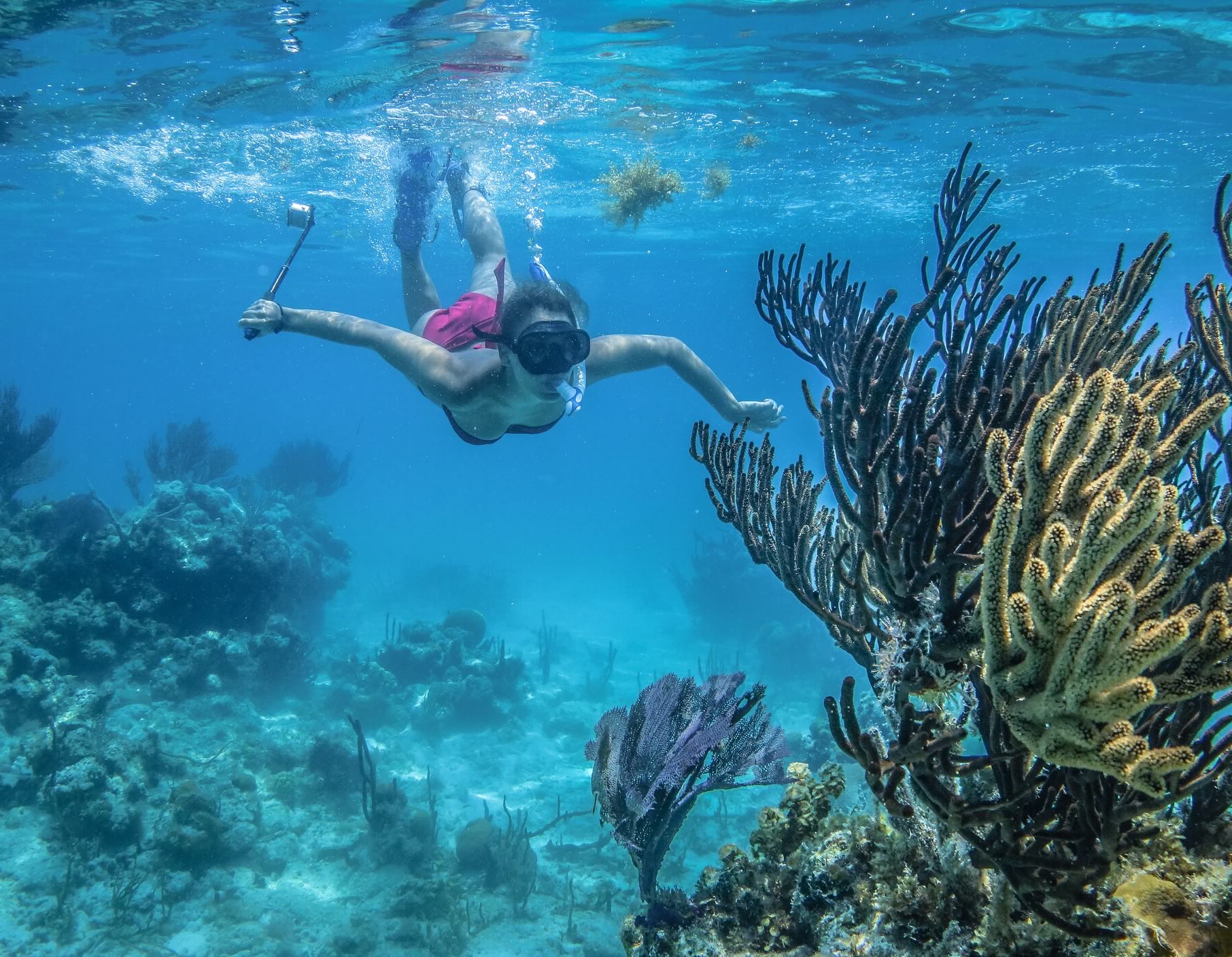A snorkeler under the water at Tobacco Caye Reef