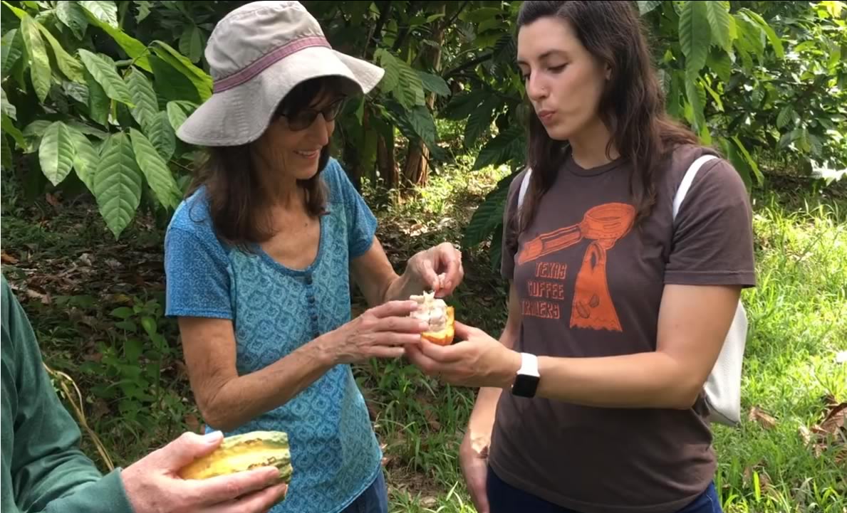 People tasting Cacao used to make chocolate