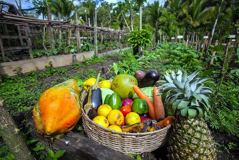 Basket of fresh vegetables in the Cotton Tree Garden