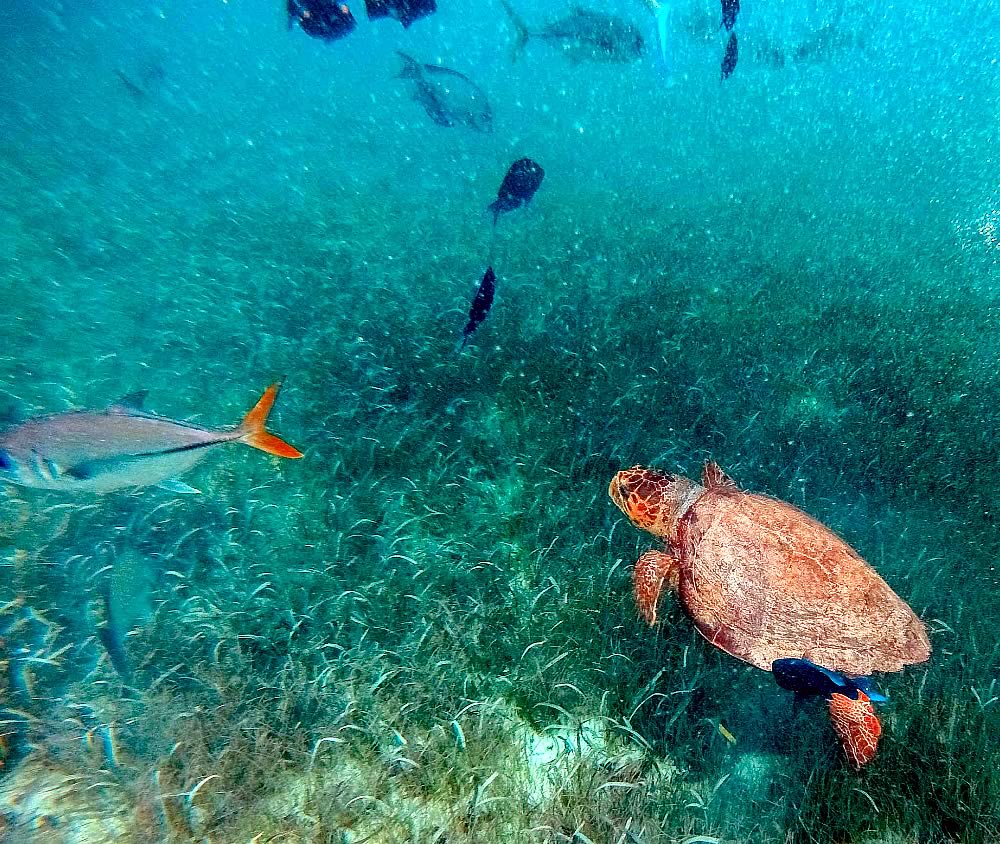 Snorkeling scene with underwater with fish and turtle