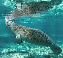 Manatee feeding