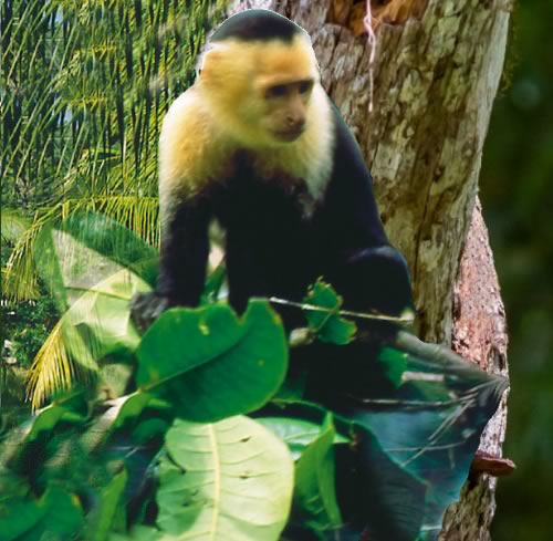 White Face Monkey in tree