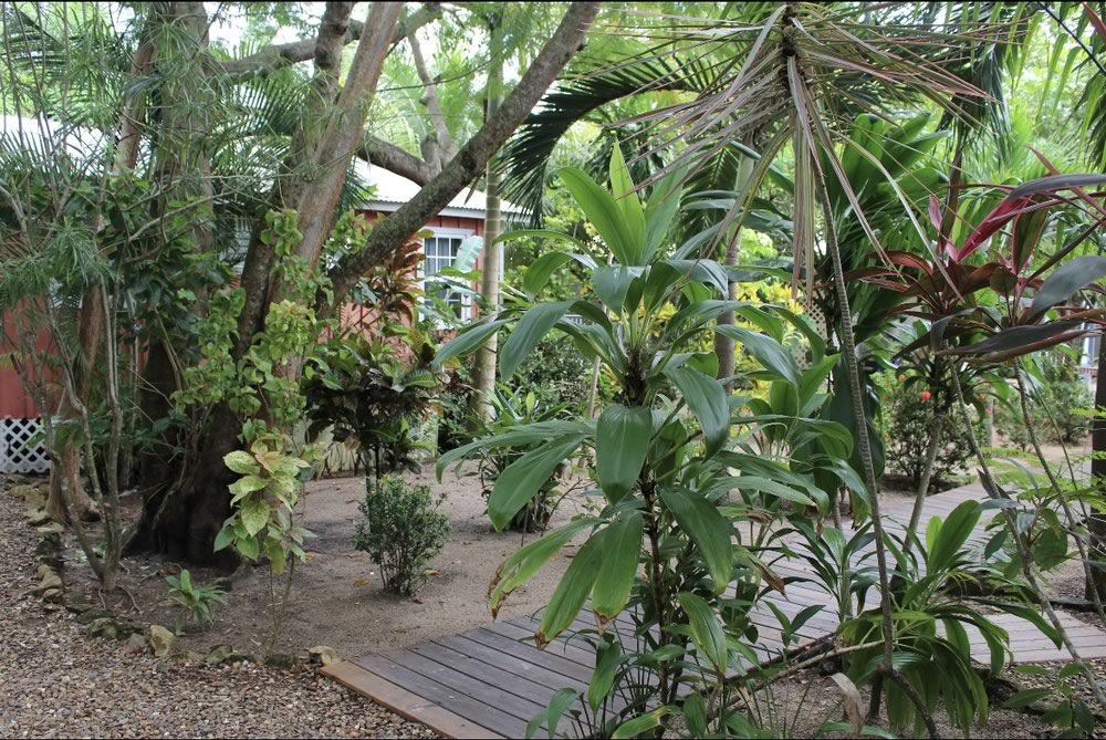 A beautiful walkway garden at Placencia Villas