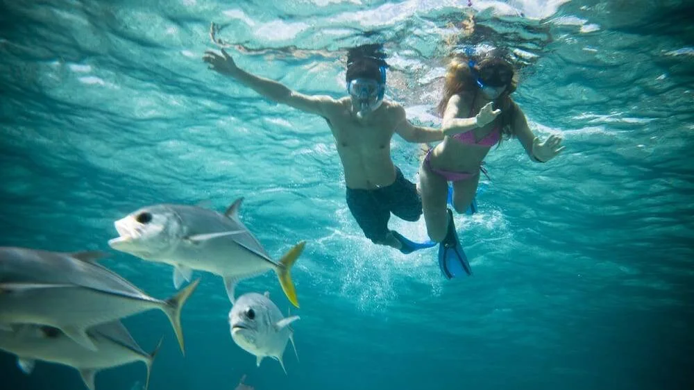 Snorkeling couple with school of Crevalle Jacks