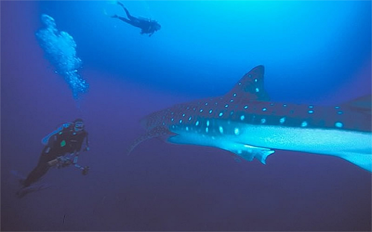 Two divers and a whale shark