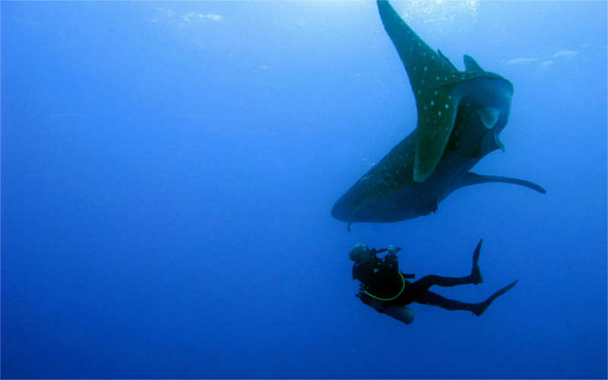 Diver having an up close encounter with a whale shark