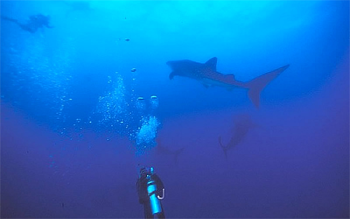 Lucky diver with three whale sharks