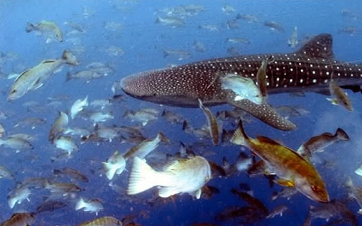Whale shark among spawning snappers at the Gladden Spit