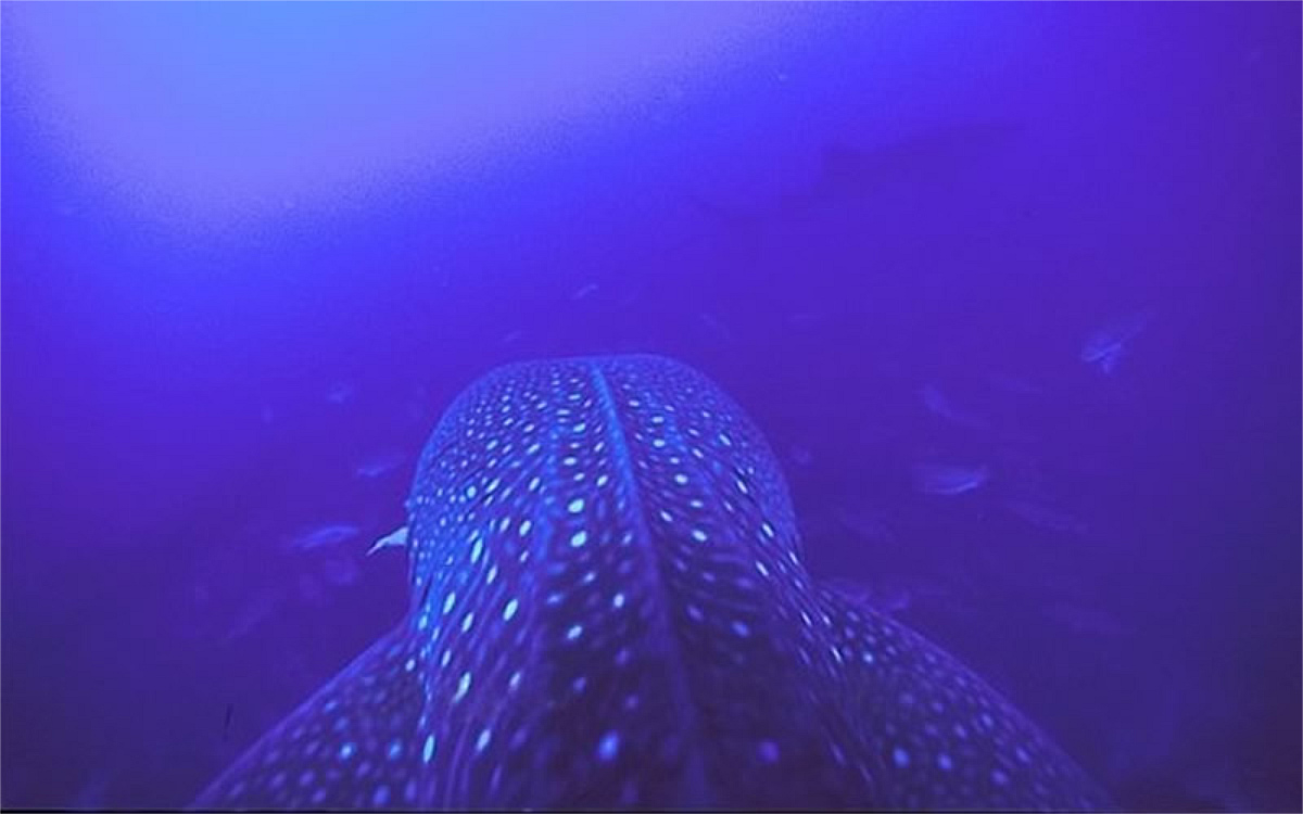 Whale shark top photo