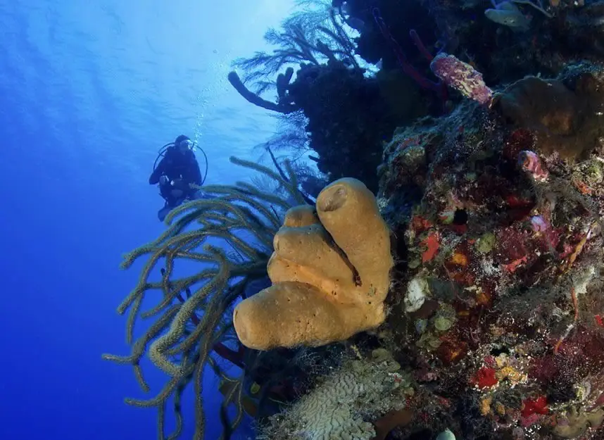 Wall diving at Lighthouse Reef
