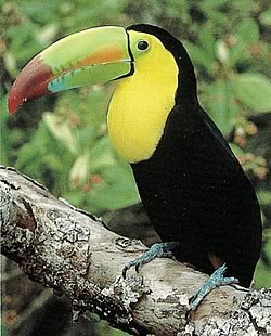 Toucan, Belize National Bird