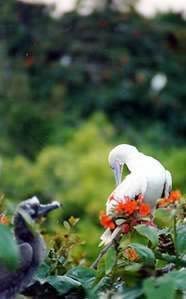 Red Footed Booby