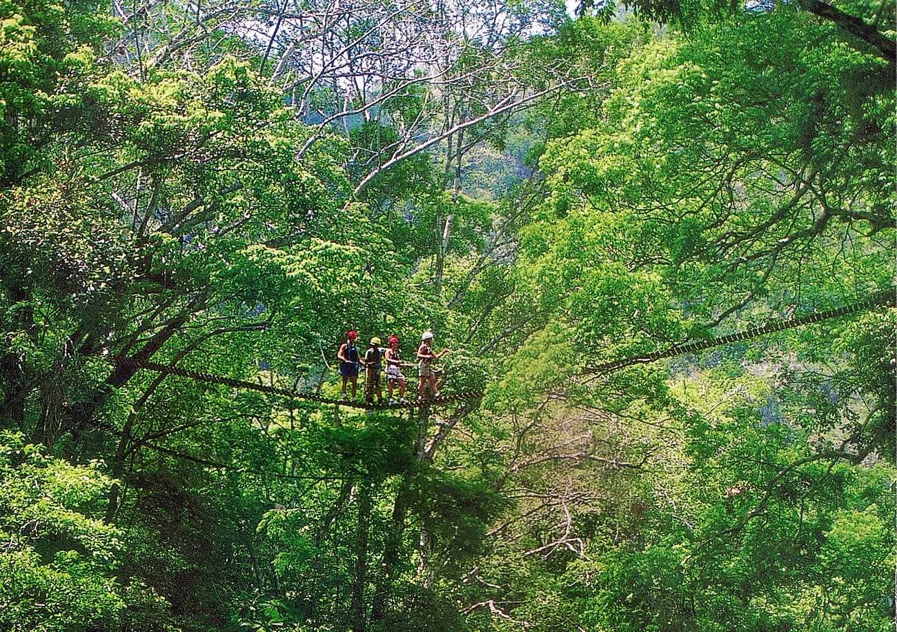 Blue Creek Canopy Walk