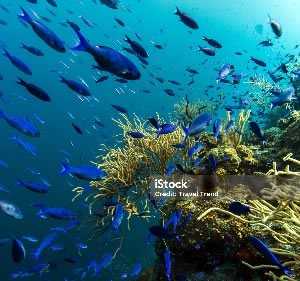 Corals and fish
