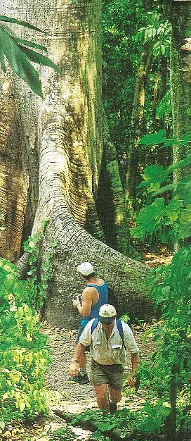 Large Guanacaste Tree at Guanacaste Park
