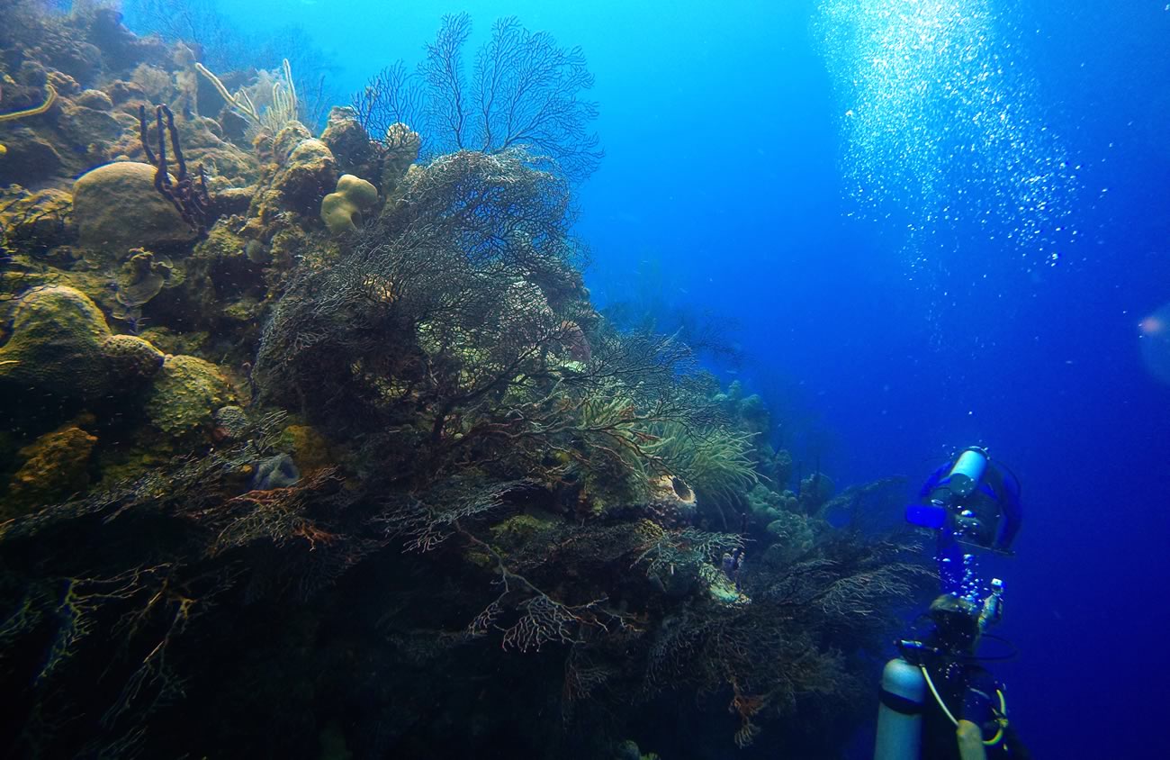 Diving Halfmoon Caye Wall
