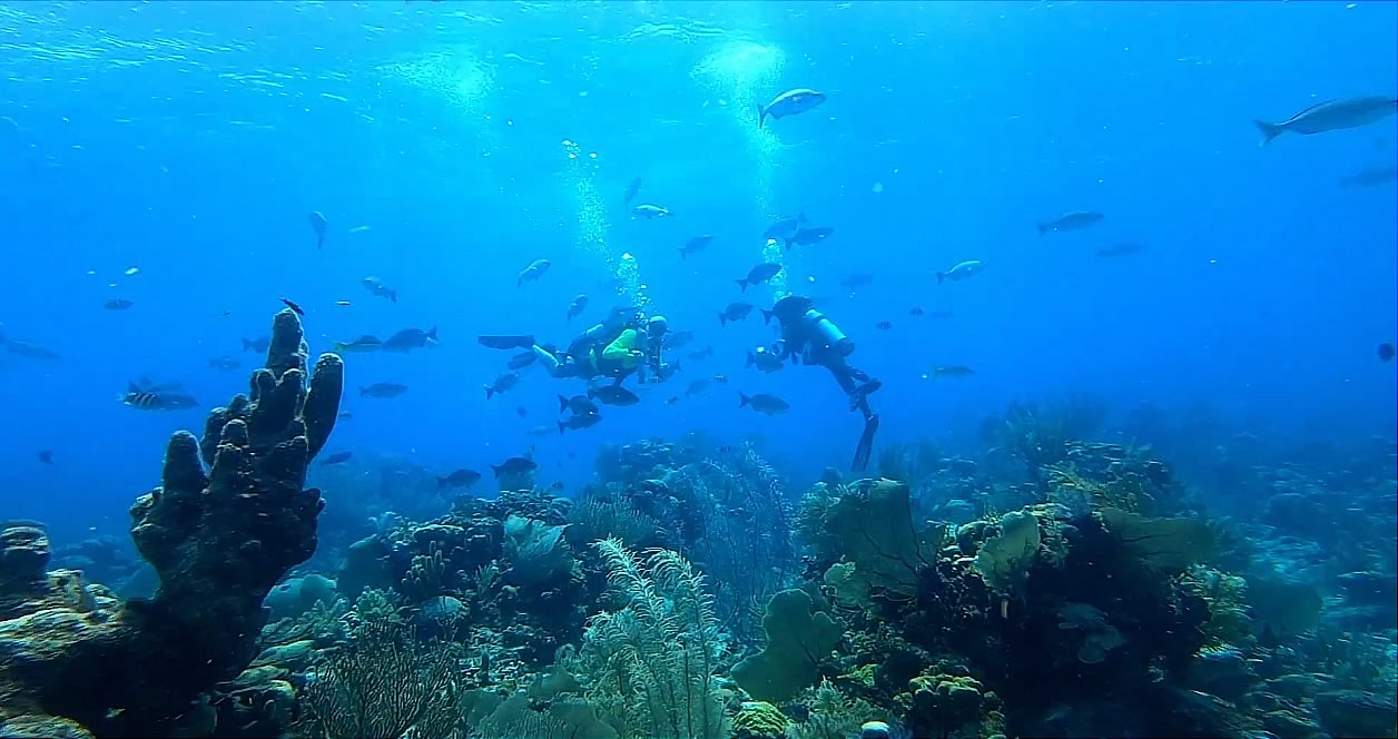 Diving at the Silk Cayes Reserve